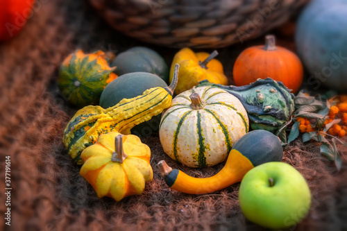 Assorted of organic natural ripe pumpkins. Symbol of harvest, Thanksgiving, Halloween. Rustic autumn background, selective focus.