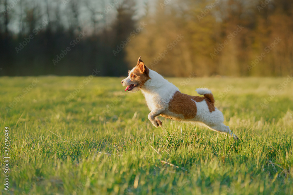 The dog is running. active jack russell terrier is flying across the field. Pet in motion. The dog is running. active jack russell terrier is flying across the field. Pet in motion.