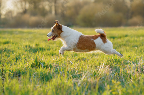 The dog is running. active jack russell terrier is flying across the field. Pet in motion.