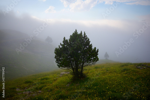 Trees in the Pyrenees