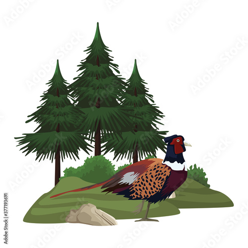 wild pheasant bird in landscape