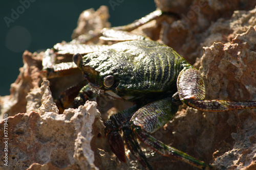 granchio di roccia verde