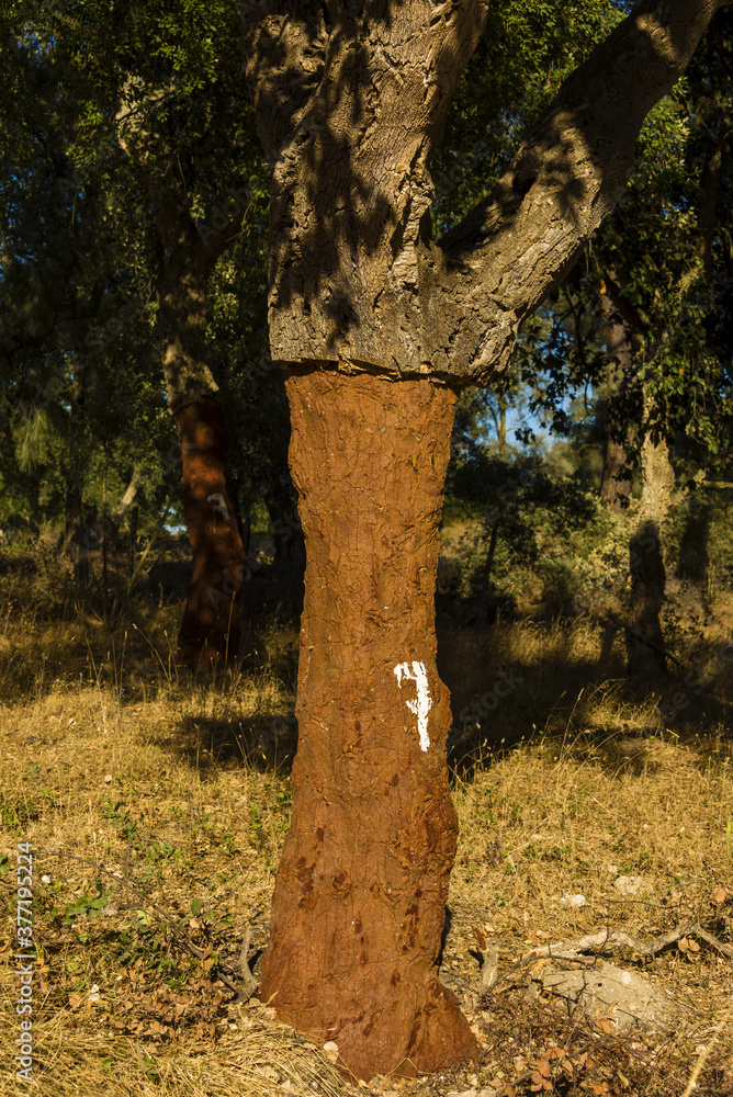 cork oak stripped of their bark in Alentejo, Portugal cork oak stripped of their bark in Alentejo, Portugal