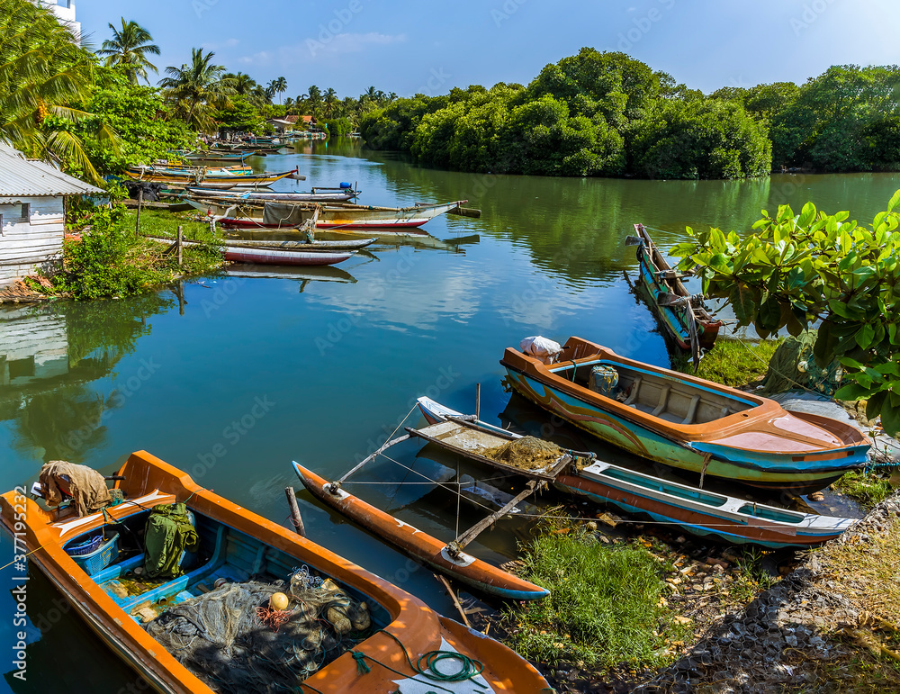 Obraz premium Fishing boats moored amongst the tropical vegetation of the banks of the lagoon in Negombo, Sri Lanka