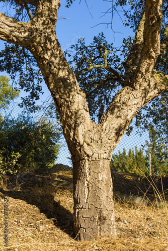 cork oak stripped of their bark in Alentejo, Portugal