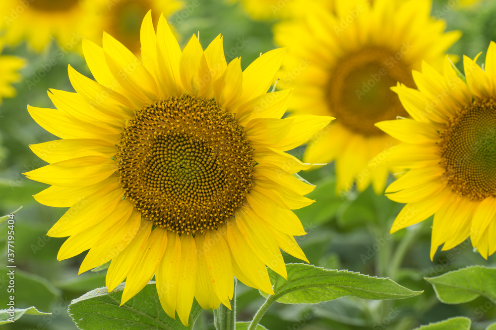 Close-Up Of Yellow Sunflower. Growing of oilseeds.