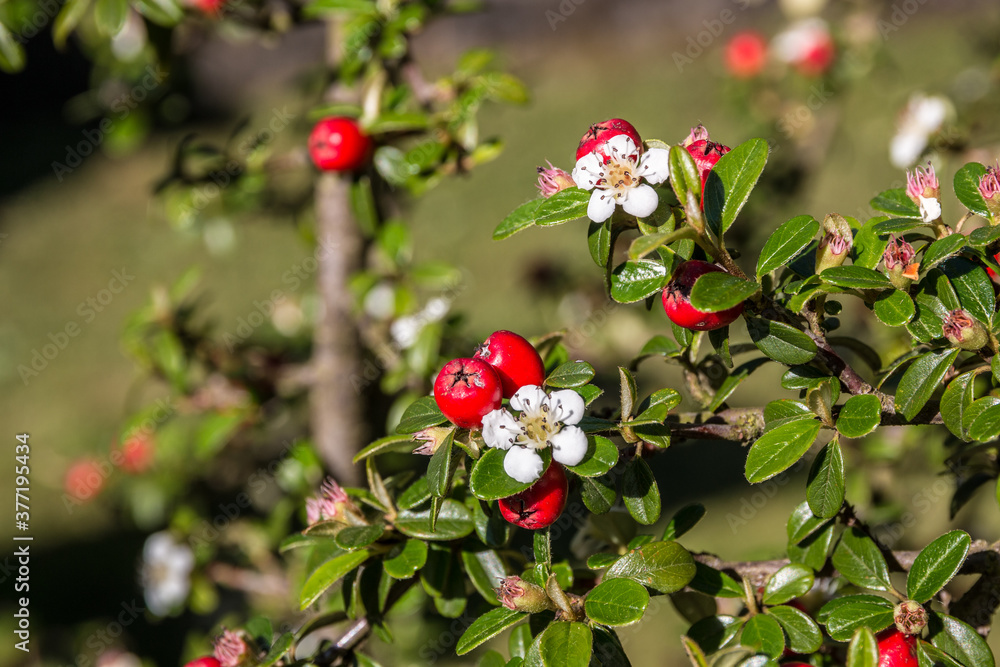 Common rowan with white blossoms and red berries Common rowan with white blossoms and red berries