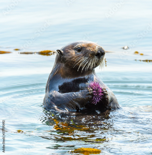 Sea Otter at Morro Bay eating a sea urchin, at Morro Bay, California.