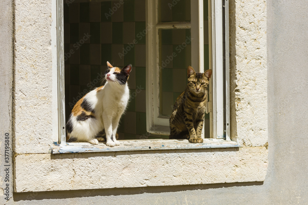cats on a window sill in Setubal