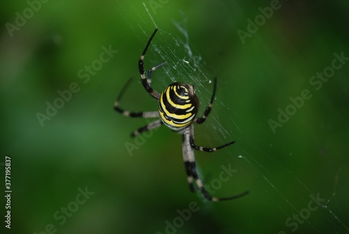 Argiope Bruennichi, Orb-web Wasp Spider