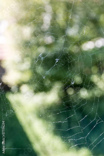 Destroyed spiderweb with pollen and dead insents in front of green background