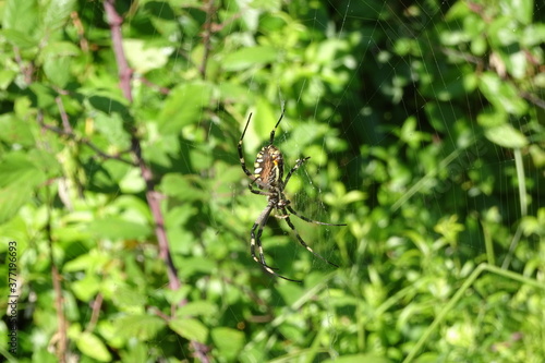 Argiope Bruennichi, Orb-web Wasp Spider