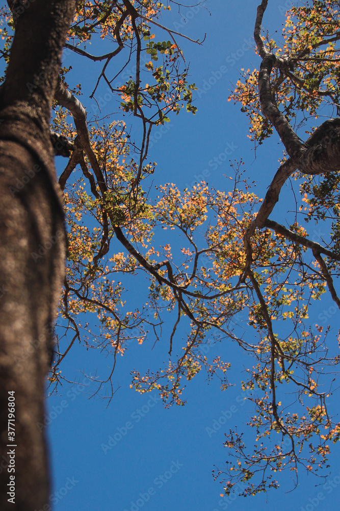 Fototapeta premium Tree with yellow leaves com blue sky