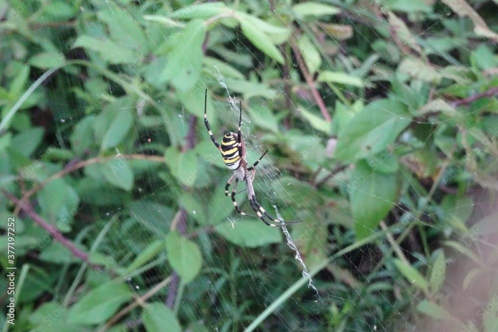 Fototapeta premium Argiope Bruennichi, Orb-web Wasp Spider