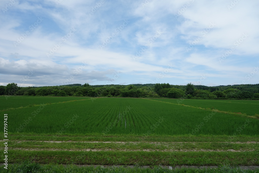 一面新緑の北海道の田んぼ