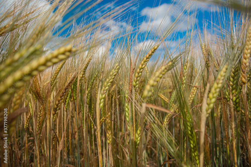 Close-up, ears of ripe cereals, rye against the sky Close-up, ears of ripe cereals, rye against the sky