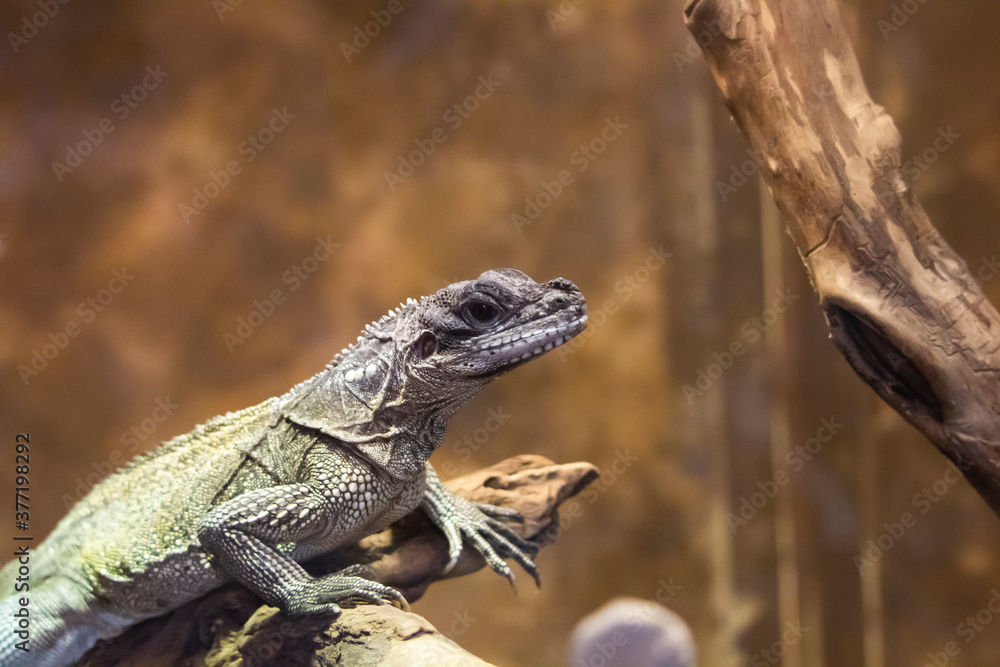 Close up picture from a lizard Close up picture from a lizard