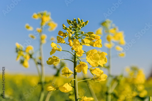 Rapeseed  Brassica napus   also known as rape  oilseed rape. Blooming rapeseed and blue sky in the background.