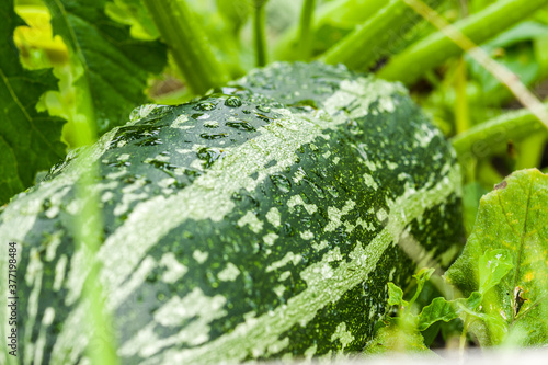 water drops on courgette