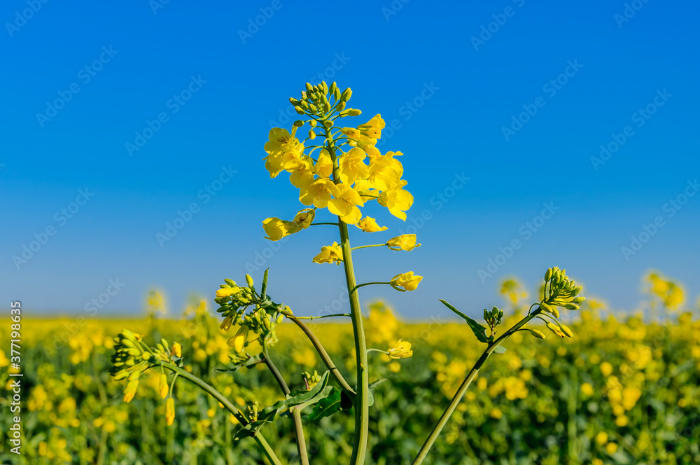Rapeseed (Brassica napus), also known as rape, oilseed rape. Blooming rapeseed and blue sky in the background. Rapeseed (Brassica napus), also known as rape, oilseed rape. Blooming rapeseed and blue sky in the background.