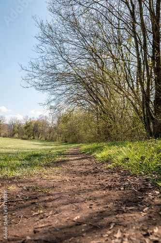 Muddy woodland path through the green countryside