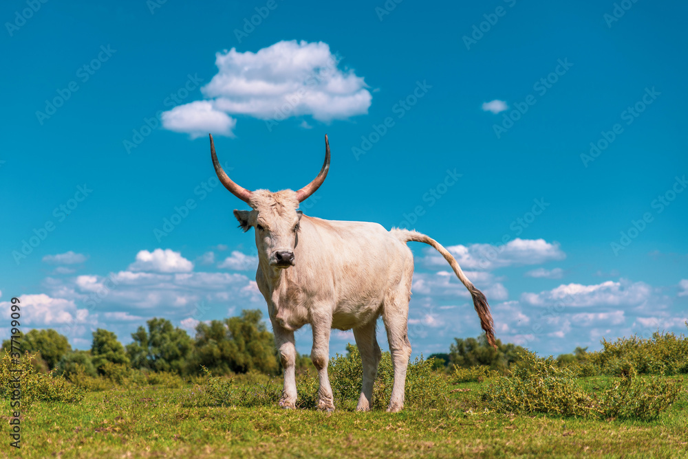 Fototapeta premium White cow with long horns standing alone in a green meadow
