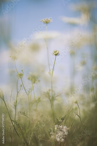 Beautiful white wildflowers on a summer day. Vegetation of alpine meadows in summer. © Cristina