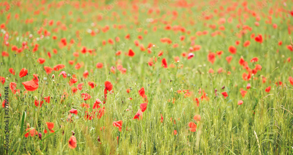 Field of red wild poppy flowers growing in green unripe wheat