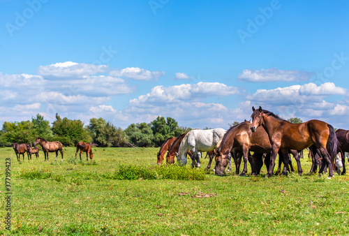 Group of wild horses grazing in a green meadow.
