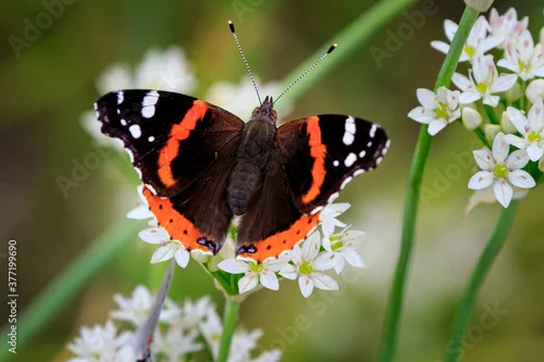Fototapeta na wymiar Red Admiral butterfly (Vanessa atalanta) in the Wichita Mountains Wildlife Refuge