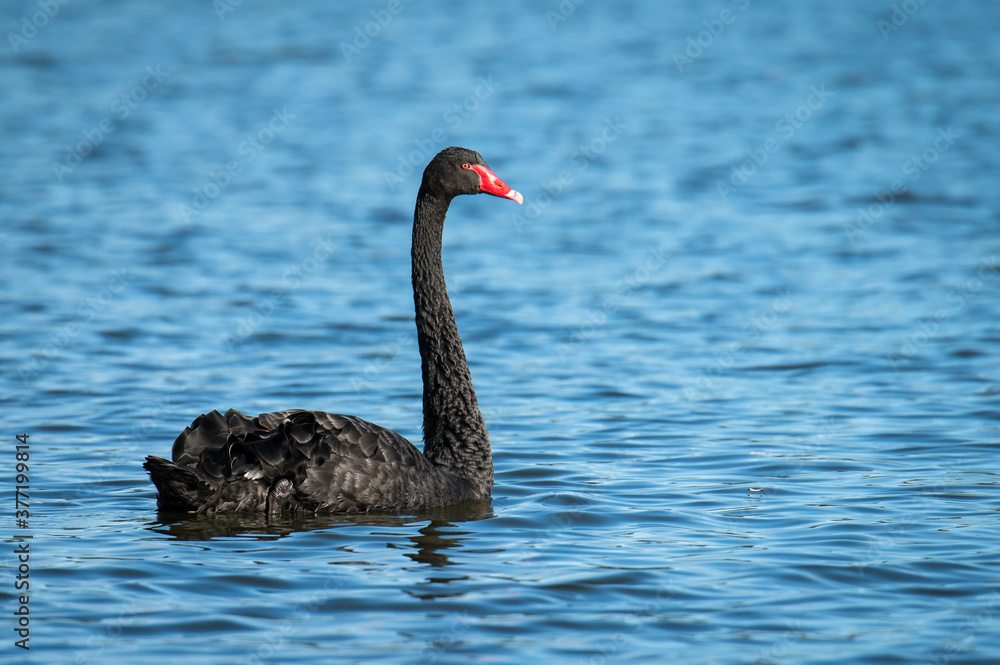 Fototapeta premium black swan on the water