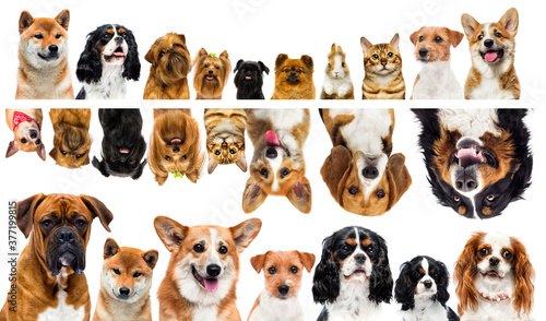 set of group of pets peeping