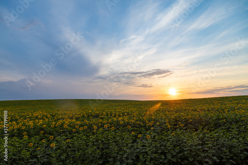 Sunflower field at sunset. Rural agricultural landscape of fading sun at the horizon with sun beams over sunflowers agricultural field