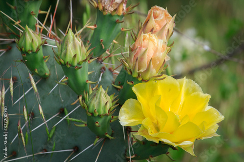 Yellow Prickly Pear (Opuntia) blooms in the Wichita Mounains Wildl Refuge of southwestern Oklahoma