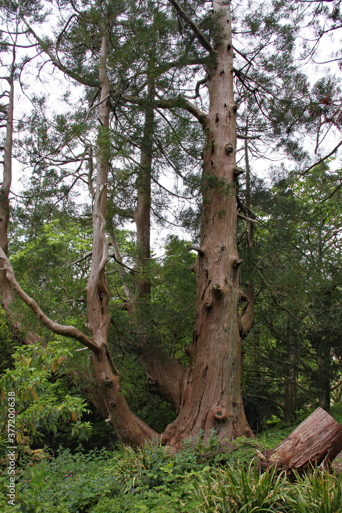 A group of old trees in a woodland setting