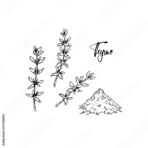 Hand drawn thyme branches and dried spices vector illustration isolated on white. Botanical herbal plant in vintage sketch style. Thymus vulgaris.