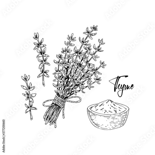 Hand drawn thyme bunch and dried spices vector illustration isolated on white. Botanical herbal plant in vintage sketch style. Thymus vulgaris.