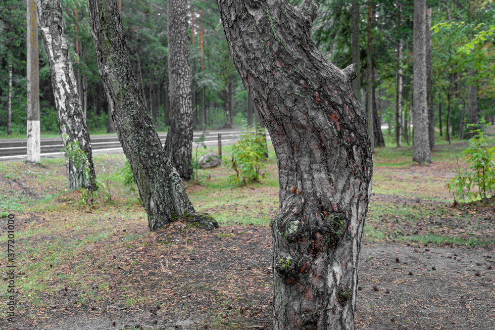 Naklejka premium Footpath in damp pine forest