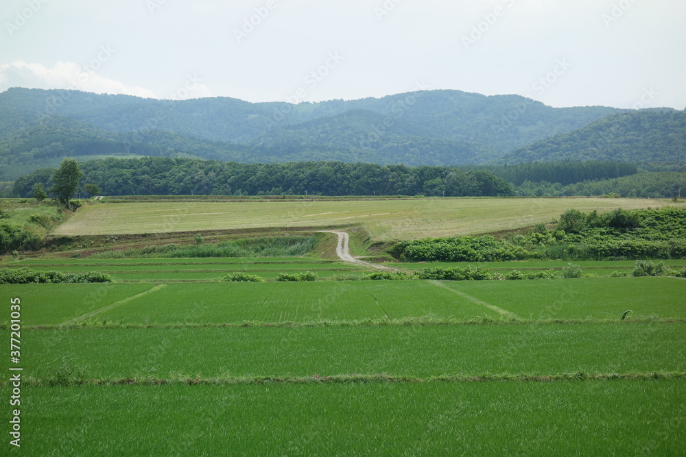 Obraz premium 田舎の晴れた日の田んぼと畑