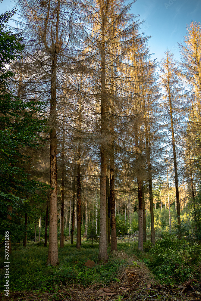 Obraz premium durch Borkenkäfer abgestorbene und abgeholzte Bäume fertig für den Abtransport im Wald vor blauem Himmel