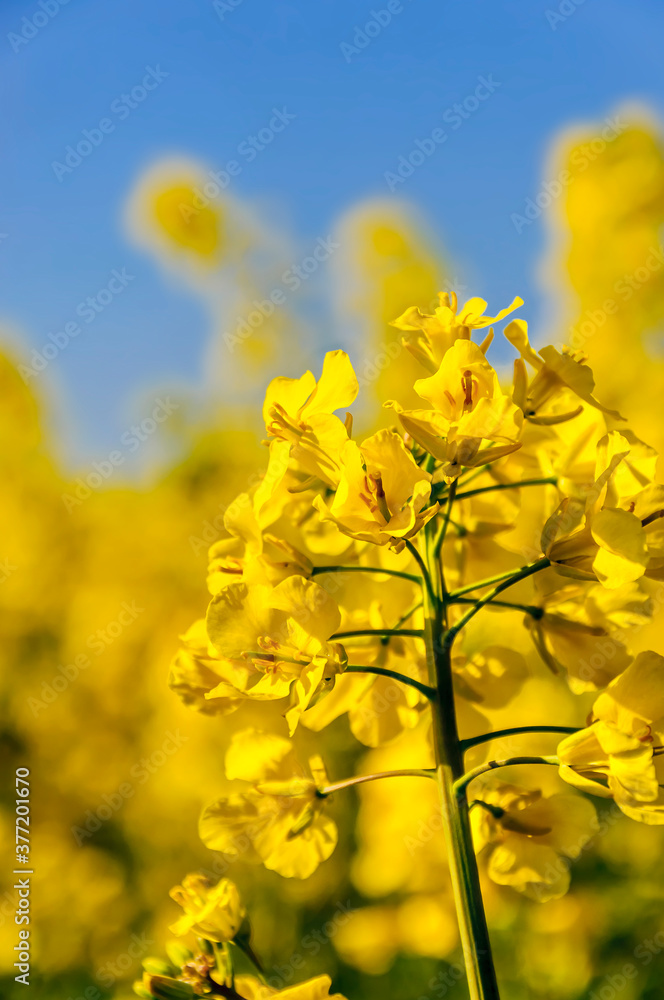 Rapeseed (Brassica napus), also known as rape, oilseed rape. Blooming rapeseed and blue sky in the background. Rapeseed (Brassica napus), also known as rape, oilseed rape. Blooming rapeseed and blue sky in the background.
