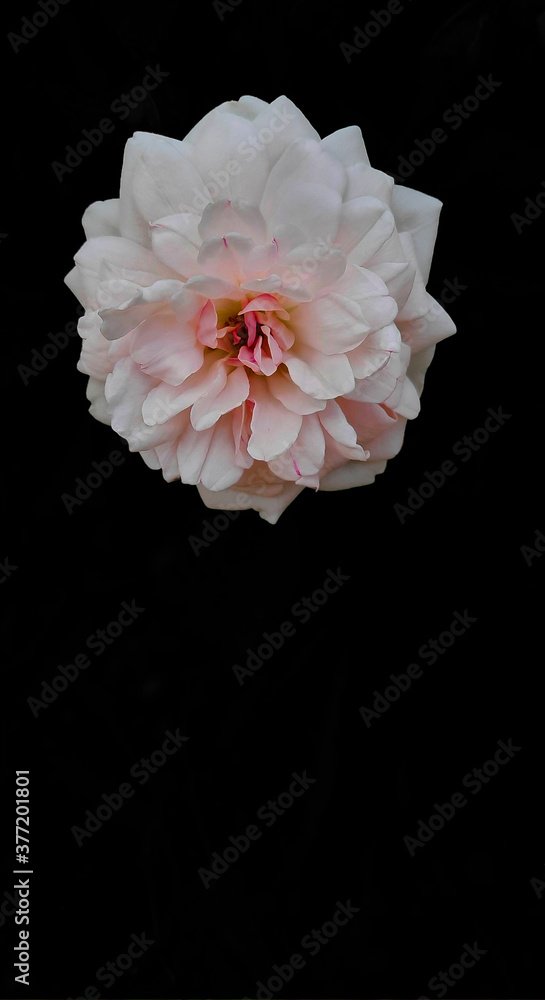 Isolated white rose on black background. Copy space. Vertical shot Isolated white rose on black background. Copy space. Vertical shot