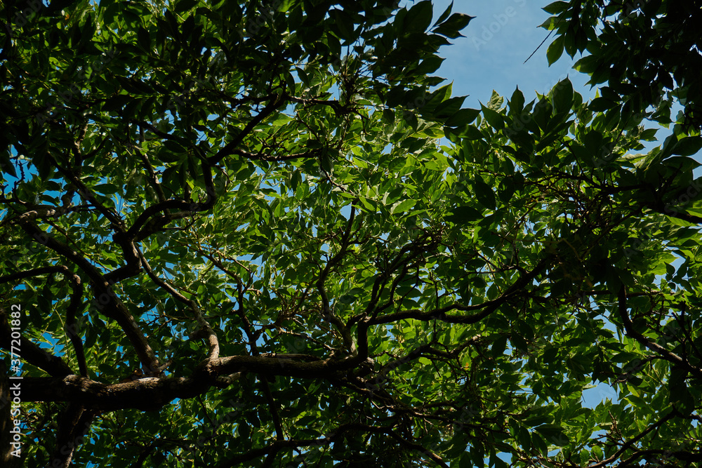 green leaves and sky green leaves and sky