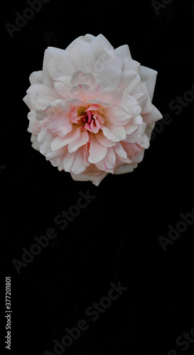 Isolated white rose on black background. Copy space. Vertical shot 
