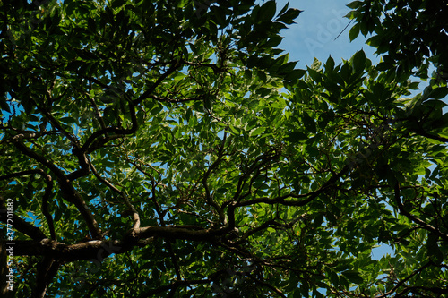 green leaves and sky