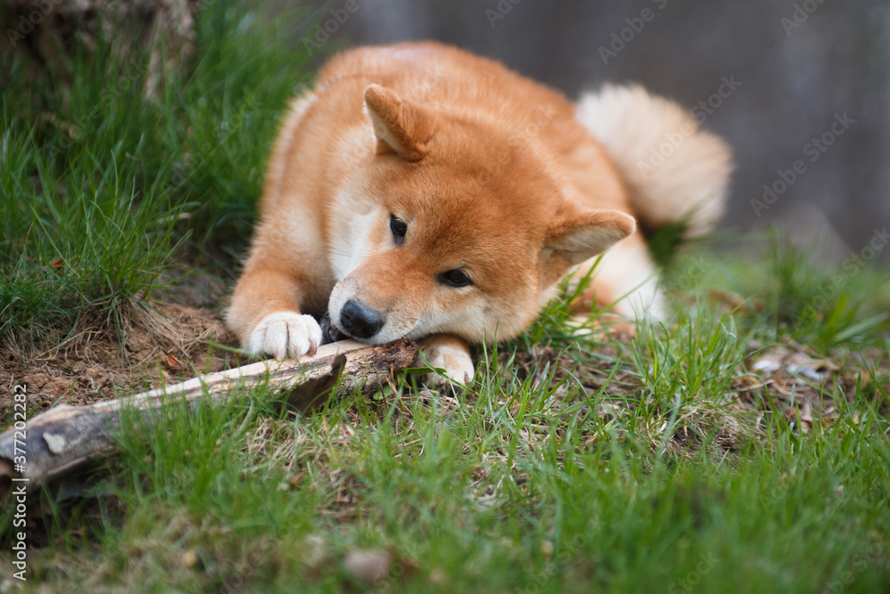 Fototapeta premium Shiba Inu dog gnaws a piece of wood