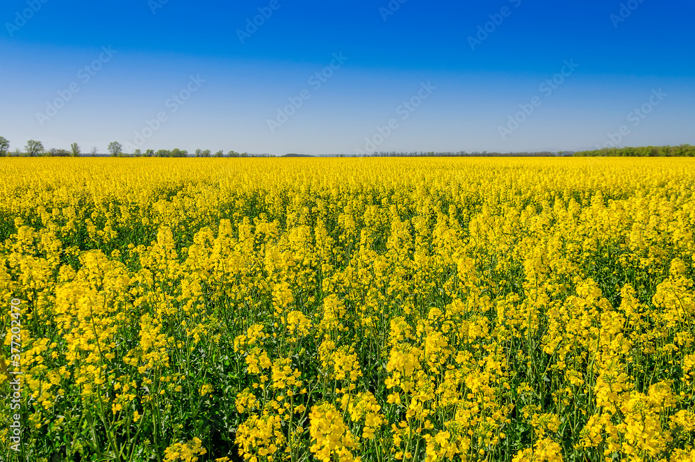 Rapeseed (Brassica napus), also known as rape, oilseed rape. Blooming rapeseed and blue sky in the background. Field of bright yellow rapeseed in spring. Rapeseed (Brassica napus), also known as rape, oilseed rape. Blooming rapeseed and blue sky in the background. Field of bright yellow rapeseed in spring.