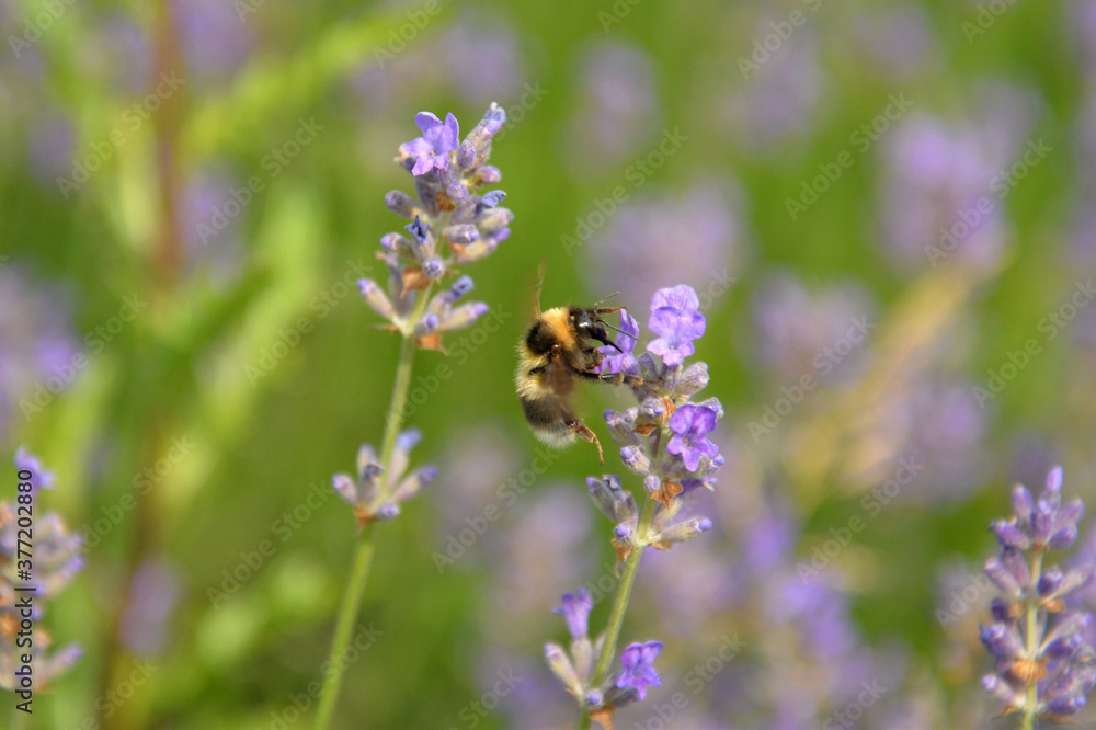 Wild bee in a field of lavender Wild bee in a field of lavender