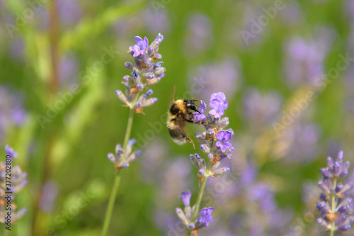 Fototapeta Naklejka Na Ścianę i Meble -  Wild bee in a field of lavender