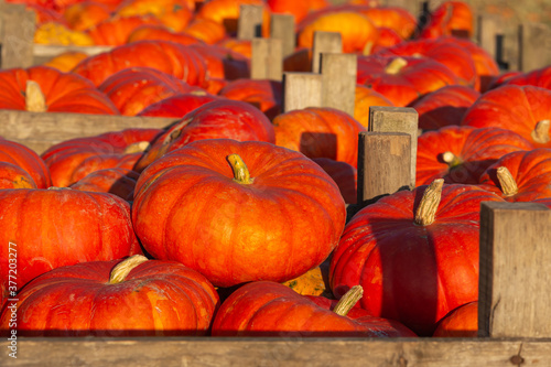 Autumn pumpkins stacked in wooden crates